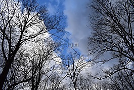 樹枝,蓬松的云彩,藍色的天空