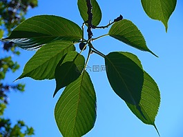 櫻桃,櫻花葉,靜脈