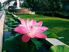 蓮花,花園,花