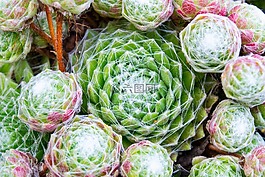 開花,仙人掌,關(guān)閉