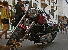 自行車,狗,行人交通