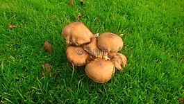 蘑菇,性質(zhì),布朗