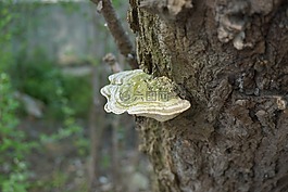 樹皮,數(shù)菌,樹舌
