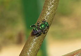 昆蟲(chóng),性質(zhì),動(dòng)物界