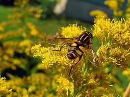 hoverfly,飞,昆虫