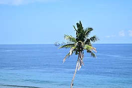 大海,椰子樹,藍天