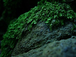 森林,苔藓,森林凋落物