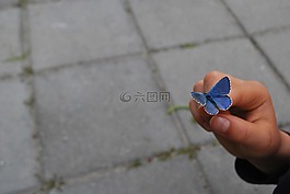 蝴蝶,手,手指