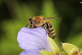 黃蜂,蜜蜂,昆蟲(chóng)
