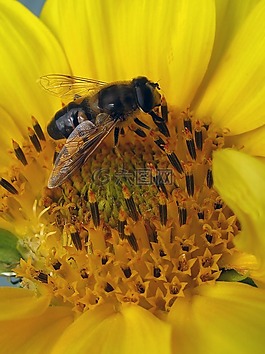 蜜蜂,花蜜,昆蟲