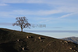 加利福尼亚州,丘陵,树