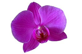 蘭花,花卉,紫色