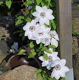 鮮花,夏季,植物群