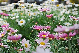 花,粉紅色,開花