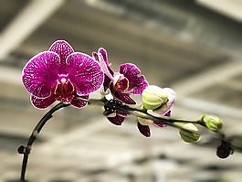 蘭花,亞洲,花