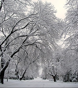 街,雪,冬天