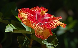 鮮花,蘭花,紅色的