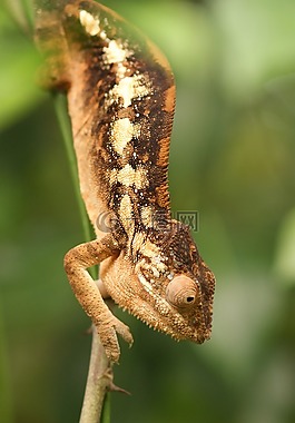 變色龍,動物,常見的變色龍