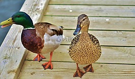 鴨,動物,鳥