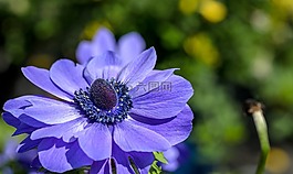 銀蓮花,花,春