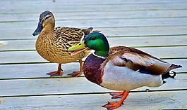 鴨,動物,鳥