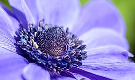银莲花,紫色,开花