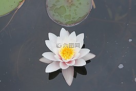 睡莲,池塘,性质