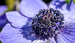 银莲花,紫色,花