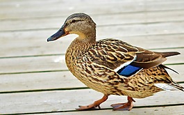 鴨,動(dòng)物,鳥