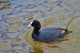 動物,鳥,野生動物