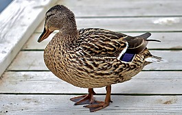 鴨,動物,鳥