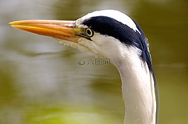 蒼鷺,鳥(niǎo),性質(zhì)