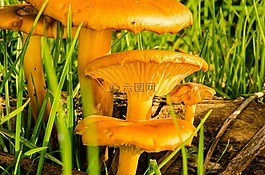 毒菌,蘑菇,自然