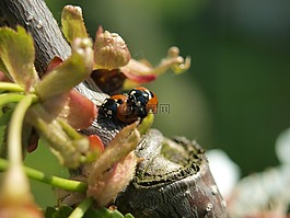 甲蟲,瓢蟲,運(yùn)氣