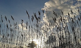 天空,云,里德