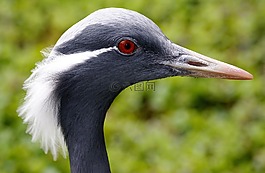 起重機,鳥,鳥類