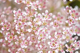 粉紅色,花,自然