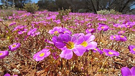 自然,花,植物區(qū)系