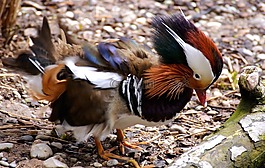 鴨,mandarinente,動(dòng)物園