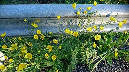 鮮花,黃色的花,毛茛