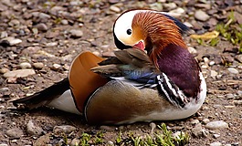 mandarinente,鴨,鳥