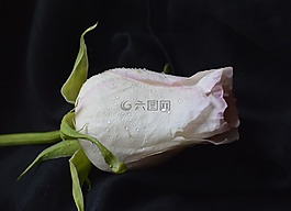 玫瑰,白色,粉红色