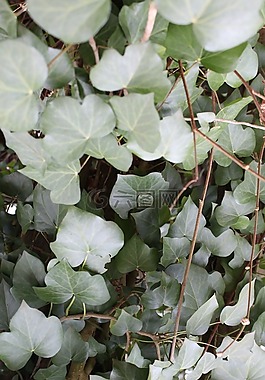 常春藤,性質,綠色
