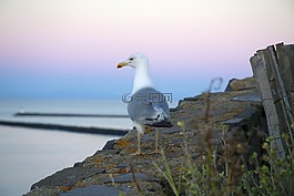 海鷗,鳥,海