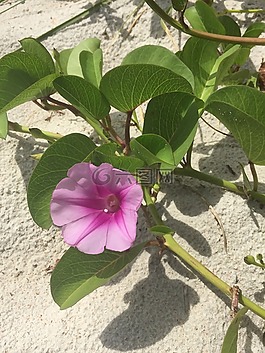 海灘,野花,夏天