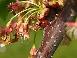 甲蟲(chóng),瓢蟲(chóng),紅色