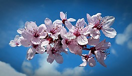 櫻桃,開花,櫻花