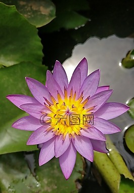 蓮花,花,開花