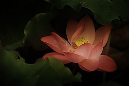 蓮花,古典,溫柔