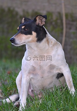 狗,動(dòng)物,性質(zhì)